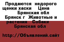 Продаются  недорого щенки хаски  › Цена ­ 5-7000 - Брянская обл., Брянск г. Животные и растения » Собаки   . Брянская обл.